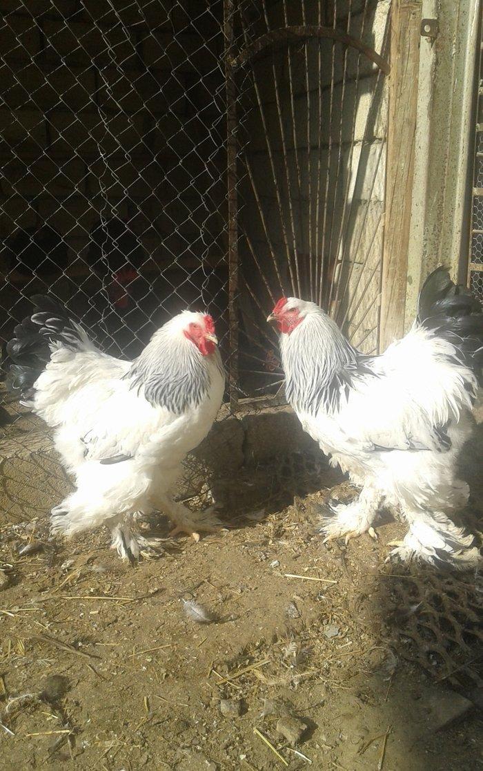 Temiz qan Light brama xoruzlari.
7 ayliq esl damazliq xoruzlar. Ata