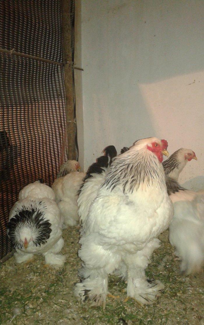 Temiz qan Light brama xoruzlari.
7 ayliq esl damazliq xoruzlar. Ata