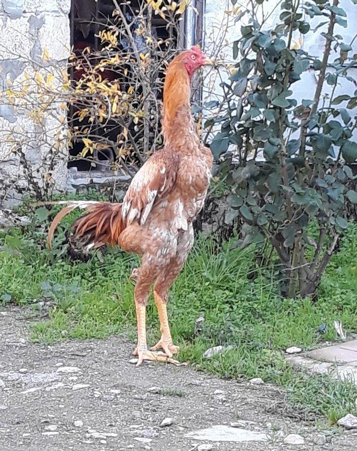 8 ayi tamam olmuyub hele atasi filippindi anasi turkdu atasi meydan xo