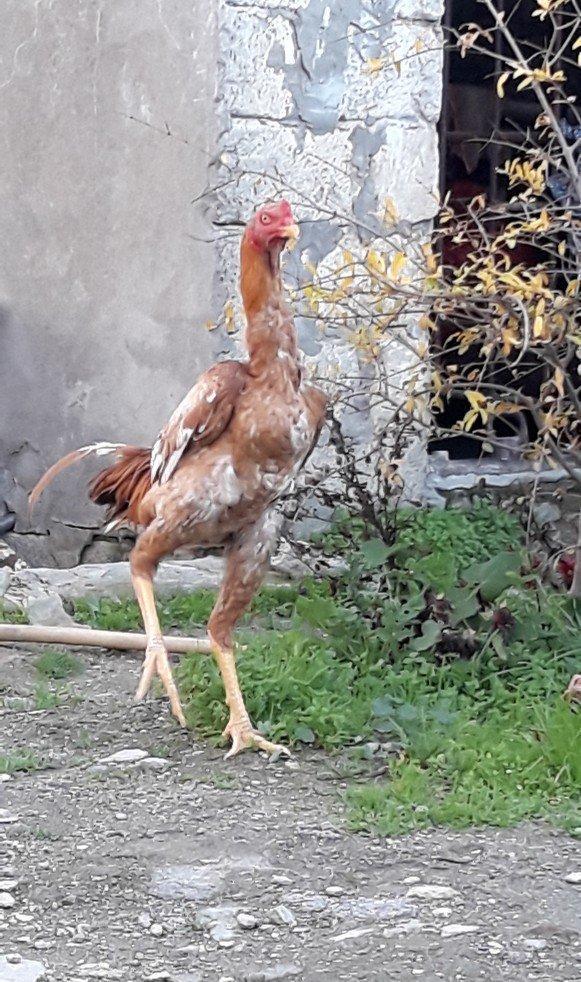 8 ayi tamam olmuyub hele atasi filippindi anasi turkdu atasi meydan xo