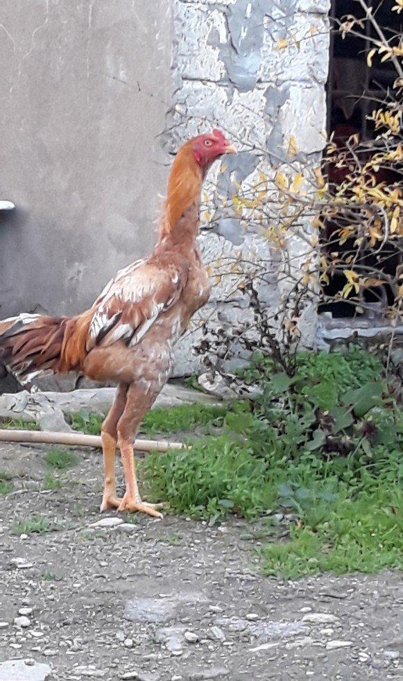 8 ayi tamam olmuyub hele atasi filippindi anasi turkdu atasi meydan xo