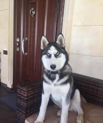 Хаски , 15 декабря будет год . купил 1,5 месяцный. Не могу ухаживат ,