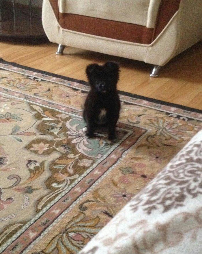 Pomerian spic lisa 3 ayliq diwidi Cox shirin oynagandi qetiyyen evi ba