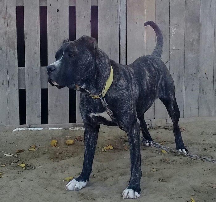 SORTU Staf 350 manata satiram   vatsap ile de maraqlana