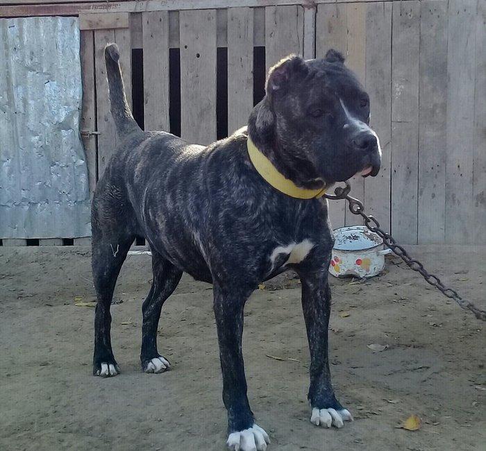 SORTU Staf 350 manata satiram   vatsap ile de maraqlana