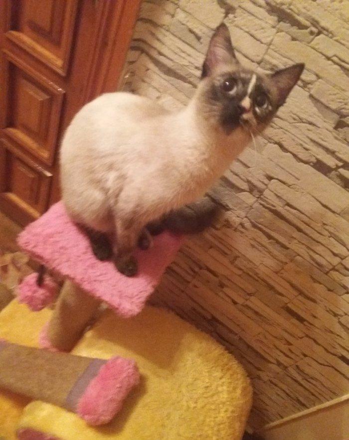 отдам кошку в добрые любищие руки.ангорка смешанная с сиамской. 7-8 ме