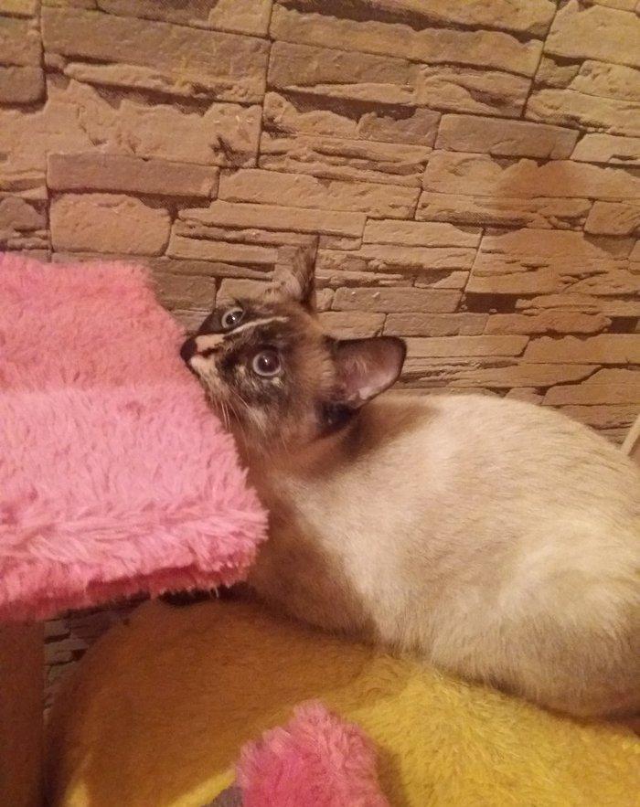 отдам кошку в добрые любищие руки.ангорка смешанная с сиамской. 7-8 ме