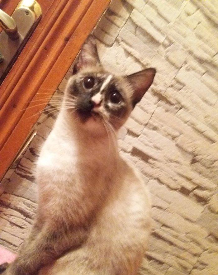 отдам кошку в добрые любищие руки.ангорка смешанная с сиамской. 7-8 ме