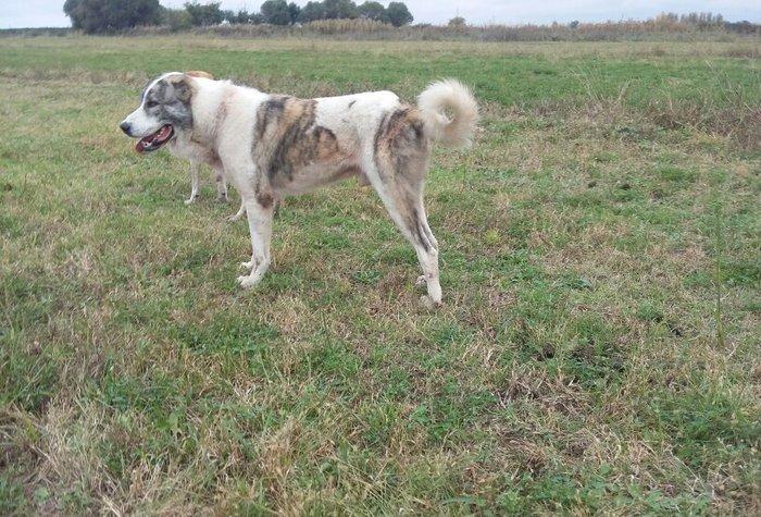 qoroc linasi dagistaniski qurd basar fikiri ciddi olan narahat etsin
