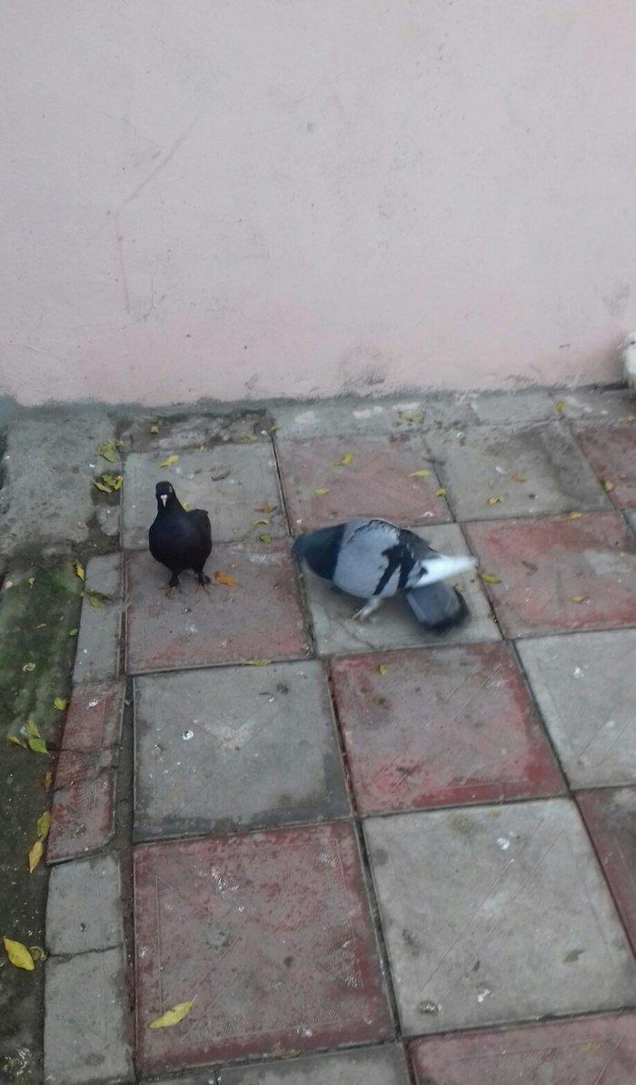 goy badam kelek aqebed erkek satilir ya barter olunur maraqlanan wacap