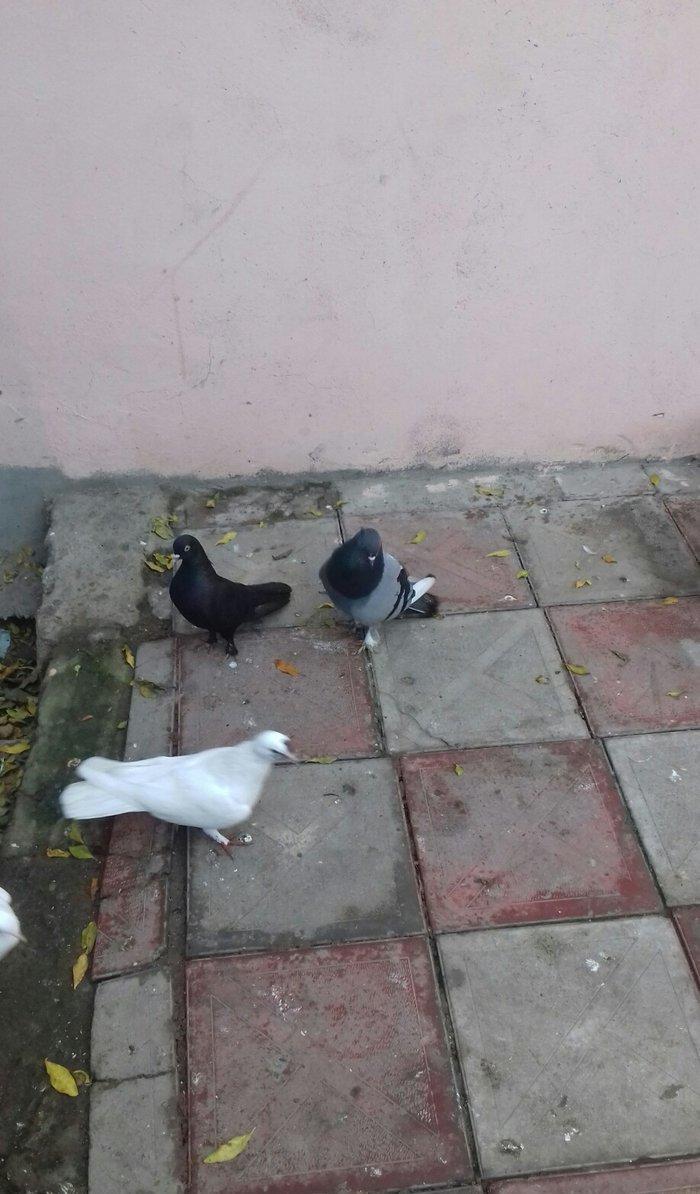 goy badam kelek aqebed erkek satilir ya barter olunur maraqlanan wacap