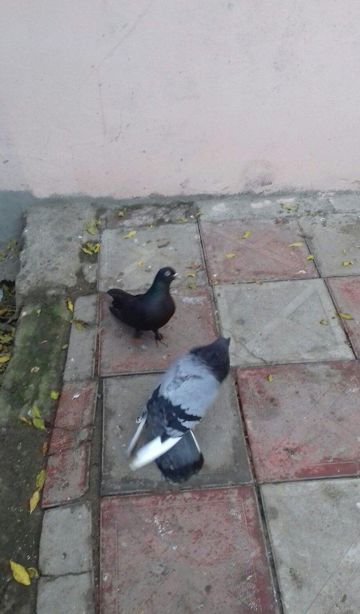 goy badam kelek aqebed erkek satilir ya barter olunur maraqlanan wacap