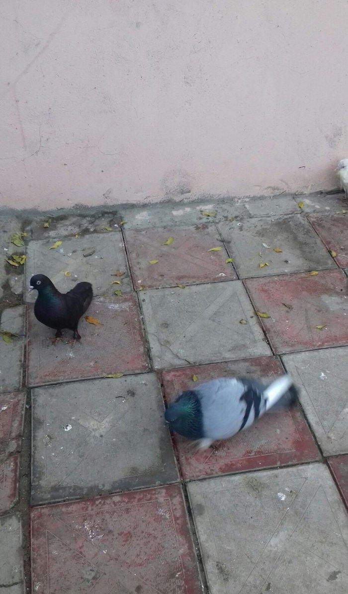 goy badam kelek aqebed erkek satilir ya barter olunur maraqlanan wacap