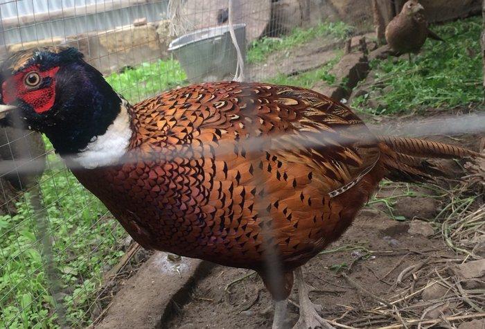 Qırqovul satıram dört beş dene var her biri 50 azn quşlar Salyandadı