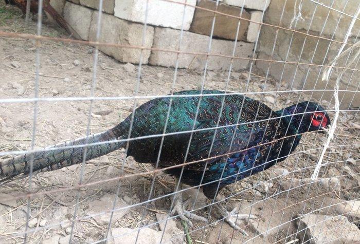 Qırqovul satıram dört beş dene var her biri 50 azn quşlar Salyandadı