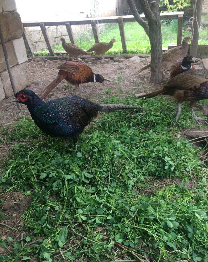 Qırqovul satıram dört beş dene var her biri 50 azn quşlar Salyandadı