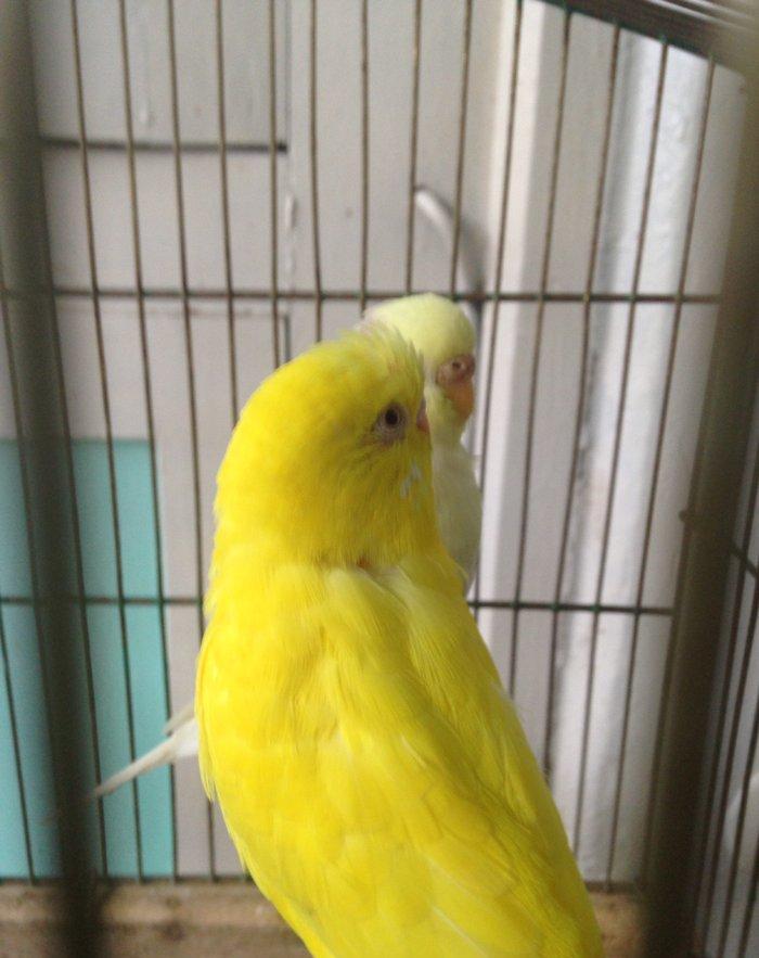 Hazir cud satiram, yas 1,5 ildir!!Bala veren quslardi amma balara yaxs