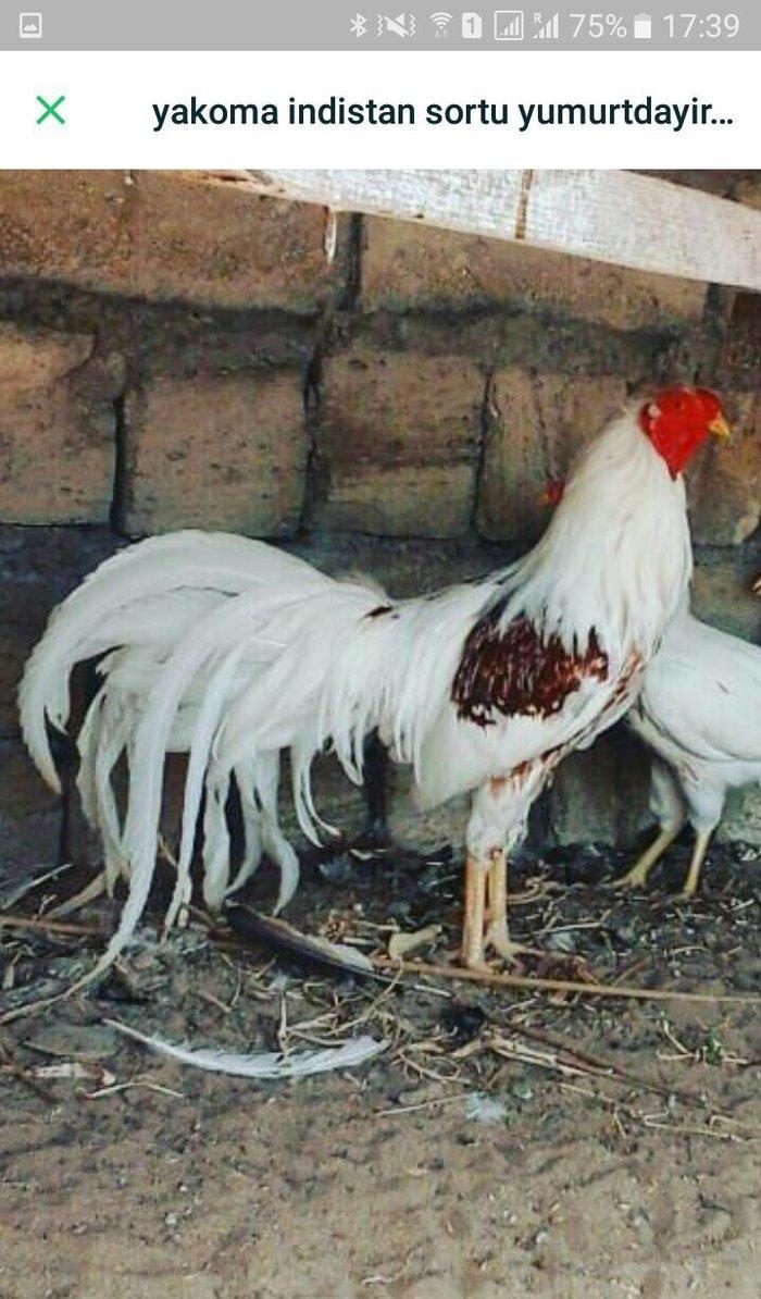 2 toyug bır xoruz barter olar 2 cut sibraytnann sultannan pompomnann