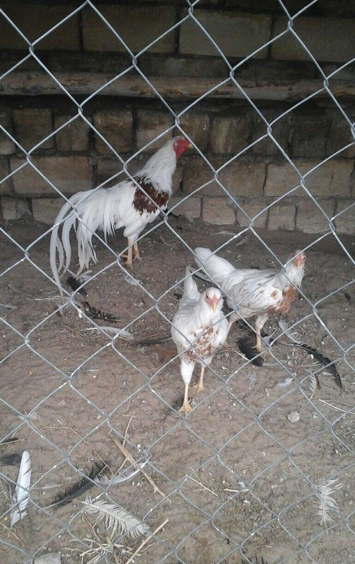 2 toyug bır xoruz barter olar 2 cut sibraytnann sultannan pompomnann