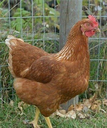 Salam Lənkəranda mikrorayonda YENİ DÜNYA marketin yanında yerləşən yen