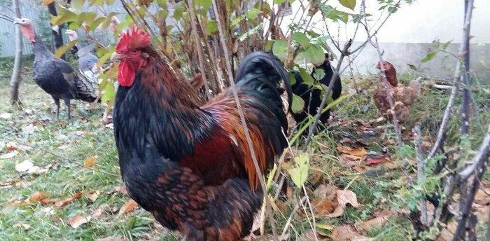 11 aylıq orpinqtonlar cüt satılır vəya iki ədəd təmiz cins qold brama