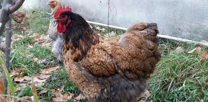 11 aylıq orpinqtonlar cüt satılır vəya iki ədəd təmiz cins qold brama