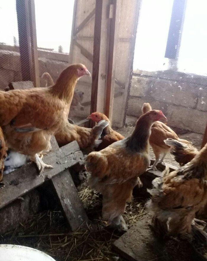 brama buff satlllr , qiymetler aylna gõre deyisir, basqa sort bramalar