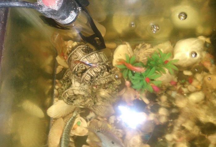 Akvarium satilir icinde de 4 dene baliq var sekilde gorduyunuz kimi