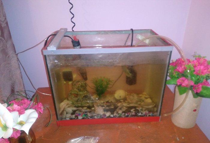 Akvarium satilir icinde de 4 dene baliq var sekilde gorduyunuz kimi