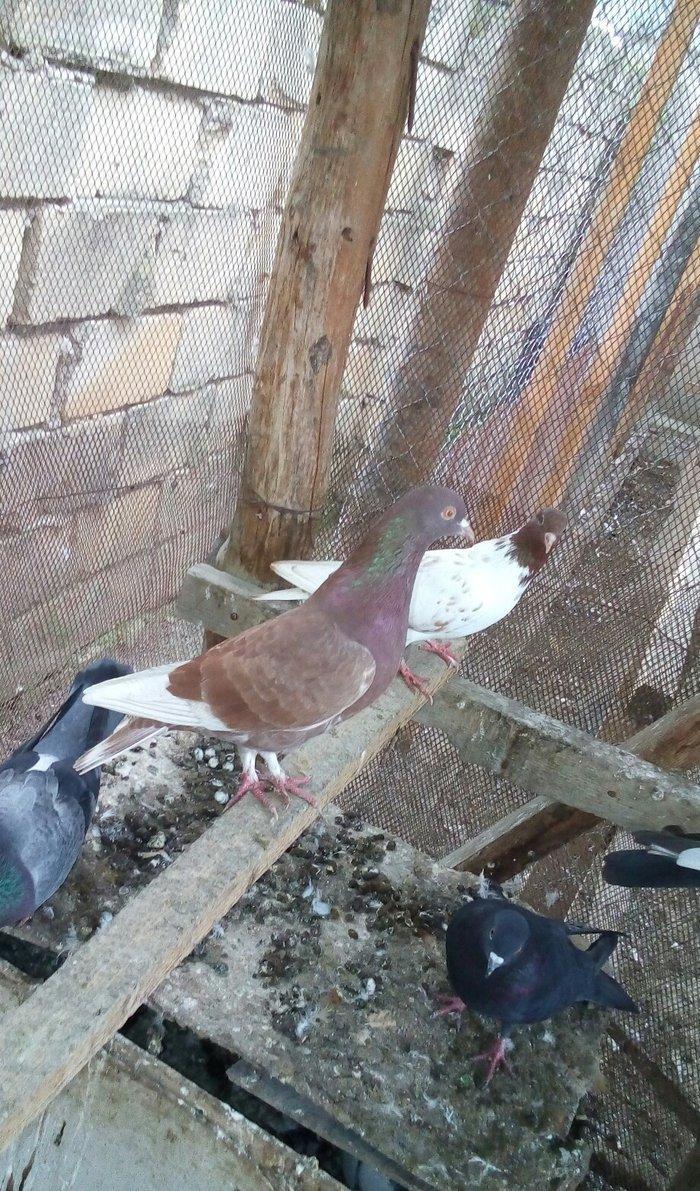 Erkey qirmizi oynaq ve uçmaqina soz ola bilməz 10az tam saglamdi