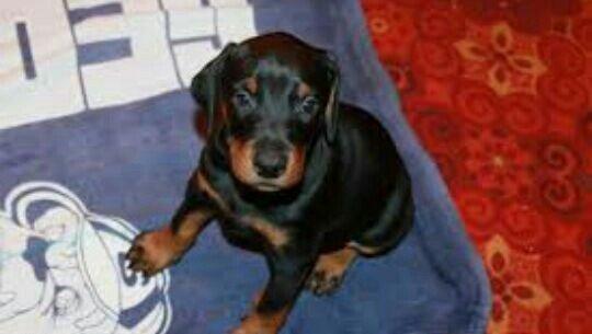 satlir doberman erkeydi rial alcilar zeng ve ya whatsappada yaza biler