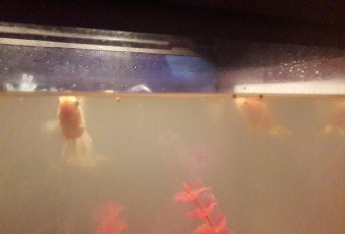 50 litirlik akvarium teze alinib 250 manat 150 e satiram herseyi icind