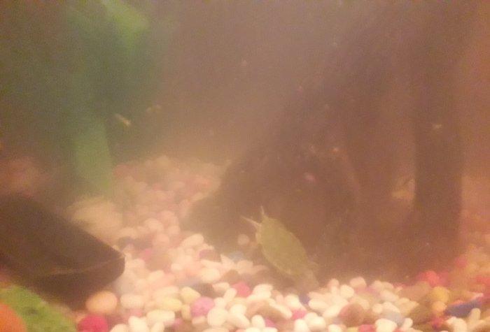 50 litirlik akvarium teze alinib 250 manat 150 e satiram herseyi icind