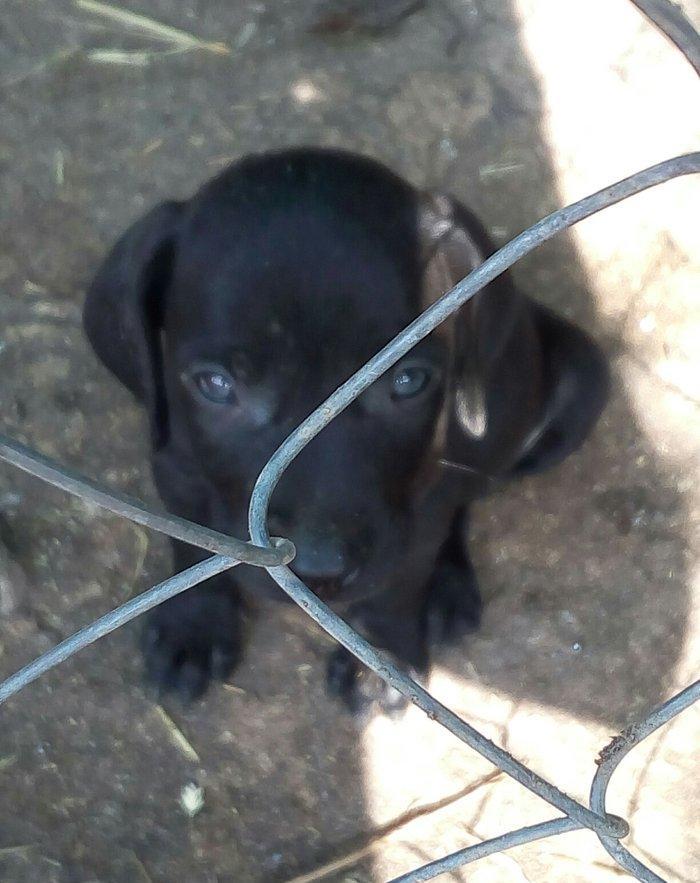 Temiz kuckar cinsdi ov itidi quyrugu kesilib 2 ay balasidi erkekdi pey