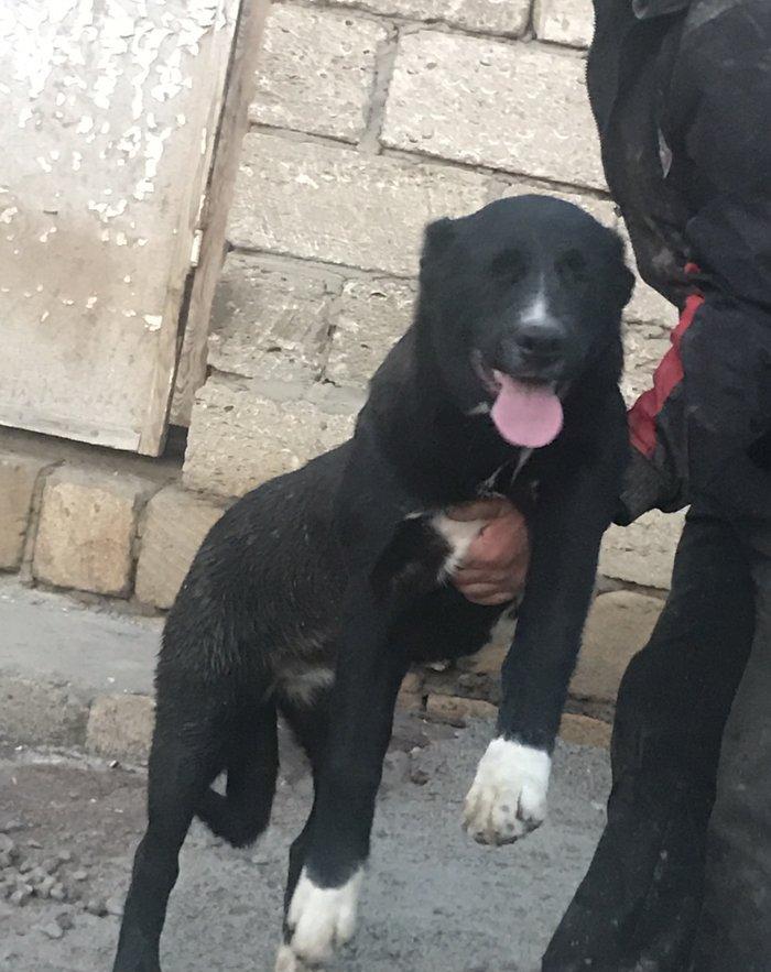 Dağstan çoban iti 5 aylıqdı qancıxtı diger şekildeki anası atasının şe