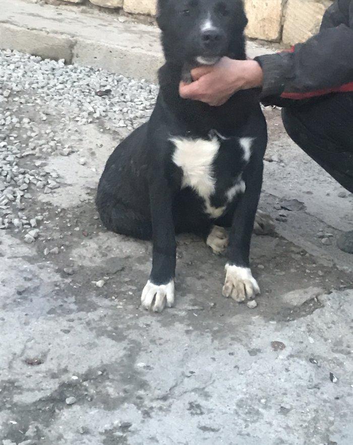 Dağstan çoban iti 5 aylıqdı qancıxtı diger şekildeki anası atasının şe