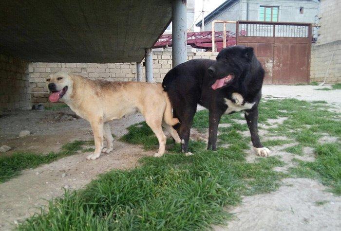 Dağstan çoban iti 5 aylıqdı qancıxtı diger şekildeki anası atasının şe