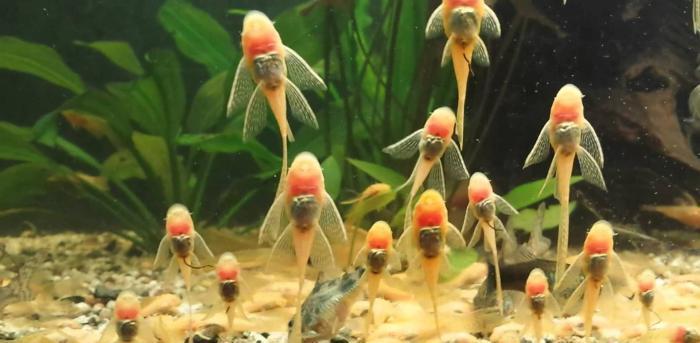 Ancistrus l-144 sari ve qara rengler balalar 5sm bundan elave 40cesit