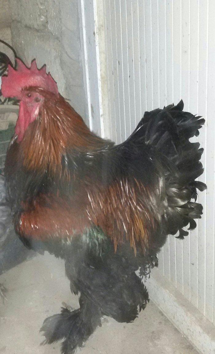 kokinxod xoruzu 1 yaş yarım tam sağlamdı qiyməti 120 manat