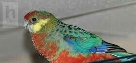 Hazir jüt bu ilki baladilar chox nadir rozella stenli adlanir özümchün