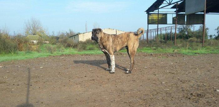 yerli qarabag Agdam iti 2017  martin 2 di anadan olub qiymeti razilasm