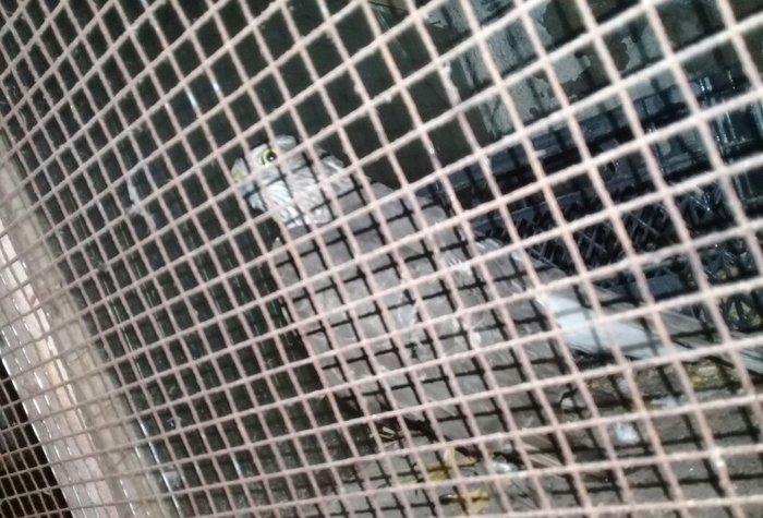 Sahin quwu vehwi quwdu saxlamaqa vaxtim yoxdu. Qiymetde awagi yeri va