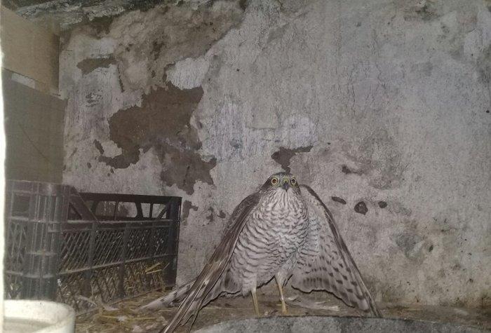 Sahin quwu vehwi quwdu saxlamaqa vaxtim yoxdu. Qiymetde awagi yeri va