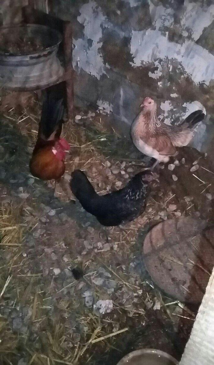 yaponka satiram.  tek ve ya cüt şəkildə satilir sibrayt  ferede var ya