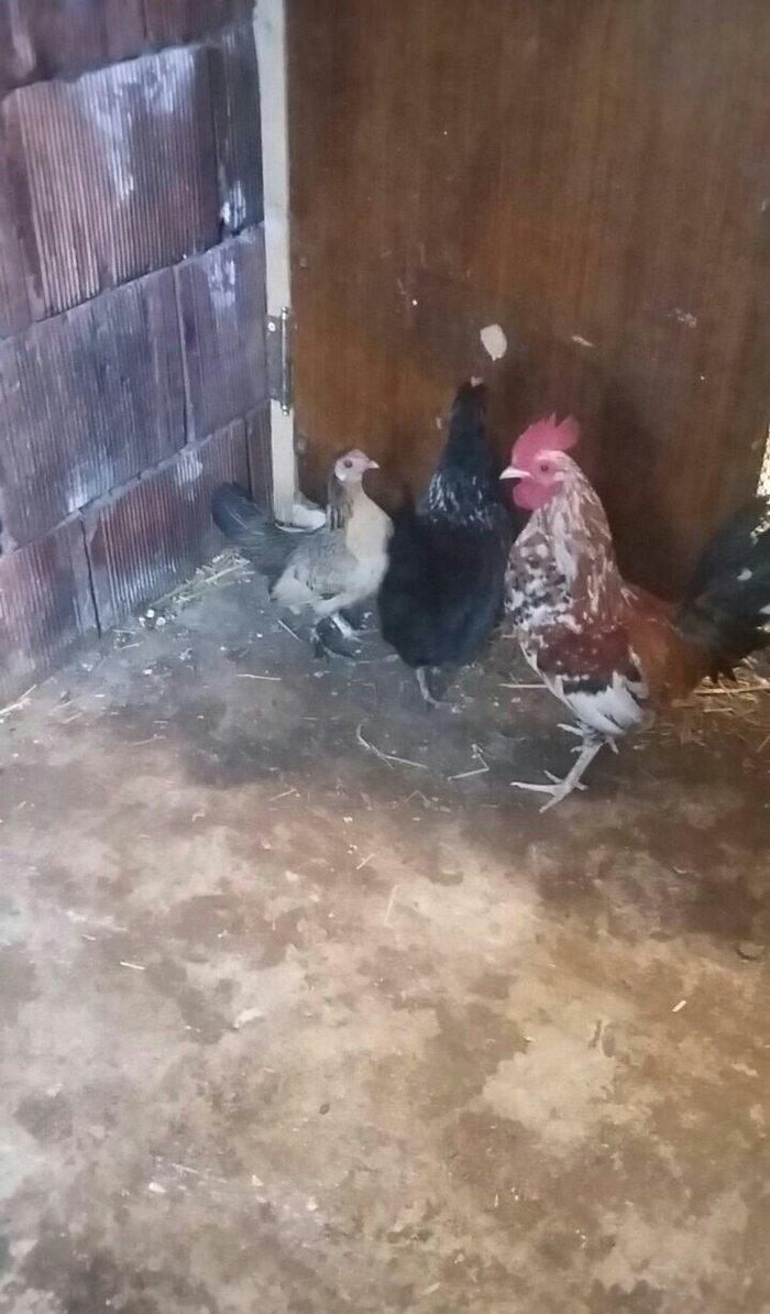 yaponka satiram.  tek ve ya cüt şəkildə satilir sibrayt  ferede var ya