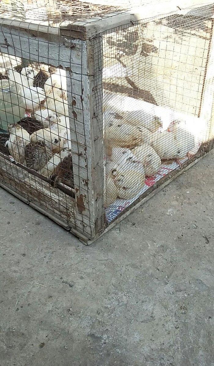 Bildirçin satiram 60 denedir 2 50 dan hamisin goturan olsa 2 manatd