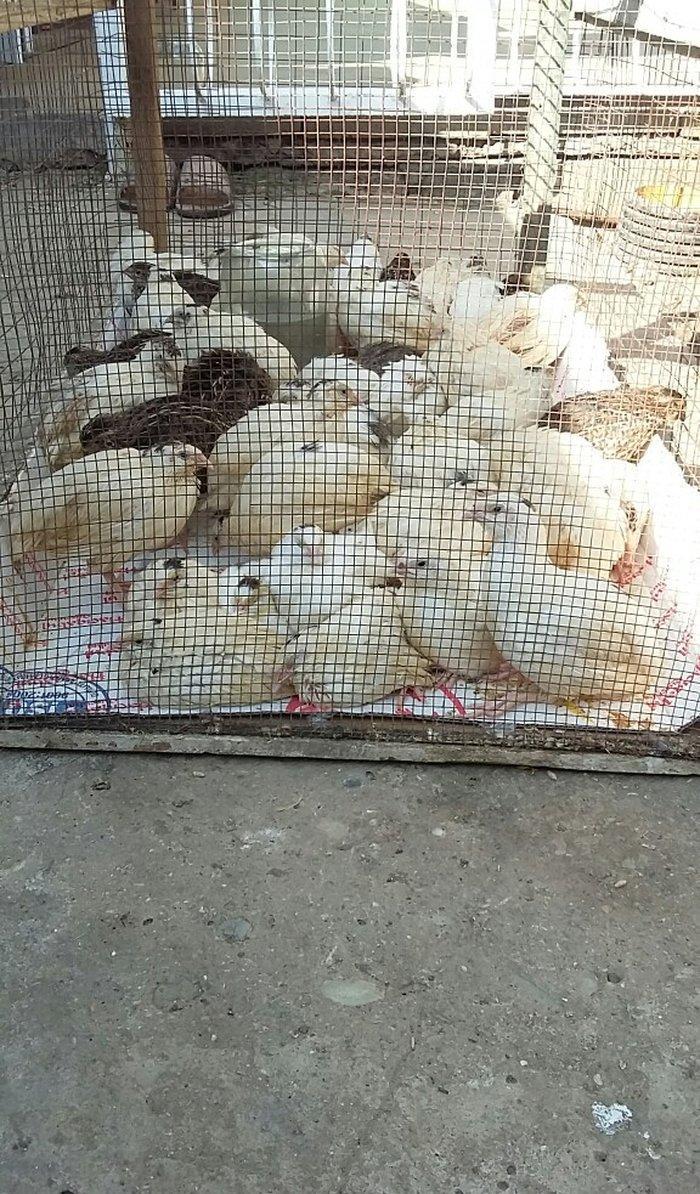 Bildirçin satiram 60 denedir 2 50 dan hamisin goturan olsa 2 manatd