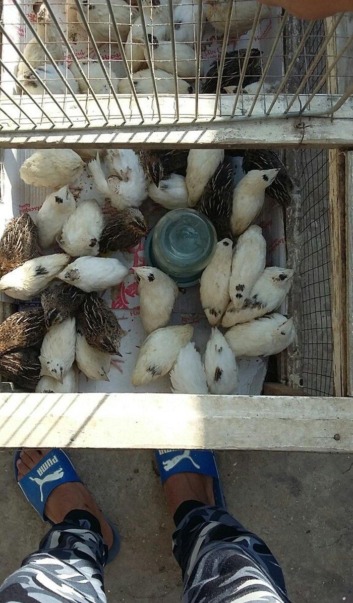 Bildirçin satiram 60 denedir 2 50 dan hamisin goturan olsa 2 manatd