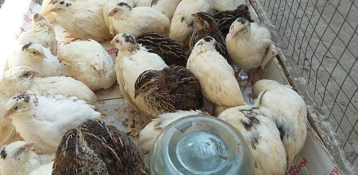 Bildirçin satiram 60 denedir 2 50 dan hamisin goturan olsa 2 manatd