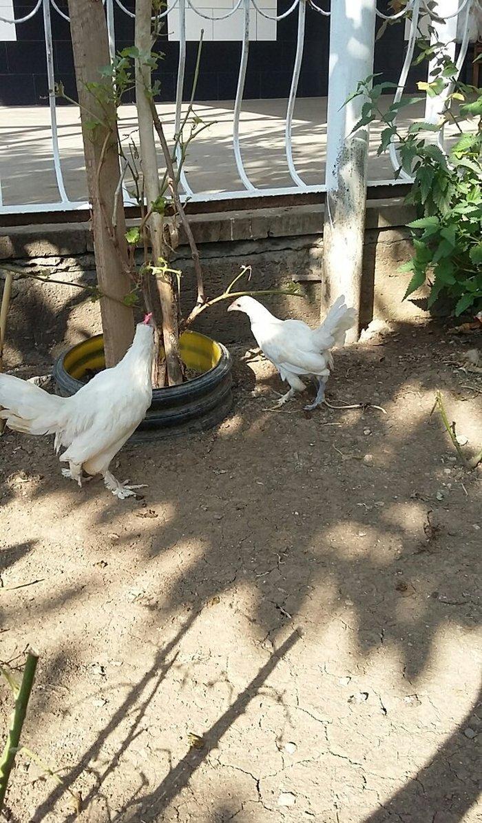 yaponka satiram  1 xoruz 1 fere düm ağdilar 6 ayliq yaponkalardi razil